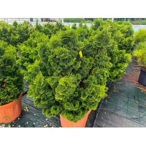 Cypruštek tupolistý (Chamaecyparis obtusa) ´NANA GRACILIS´ - výška 60-80 cm, kont. C45L